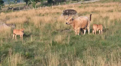 The Aubrac cattle