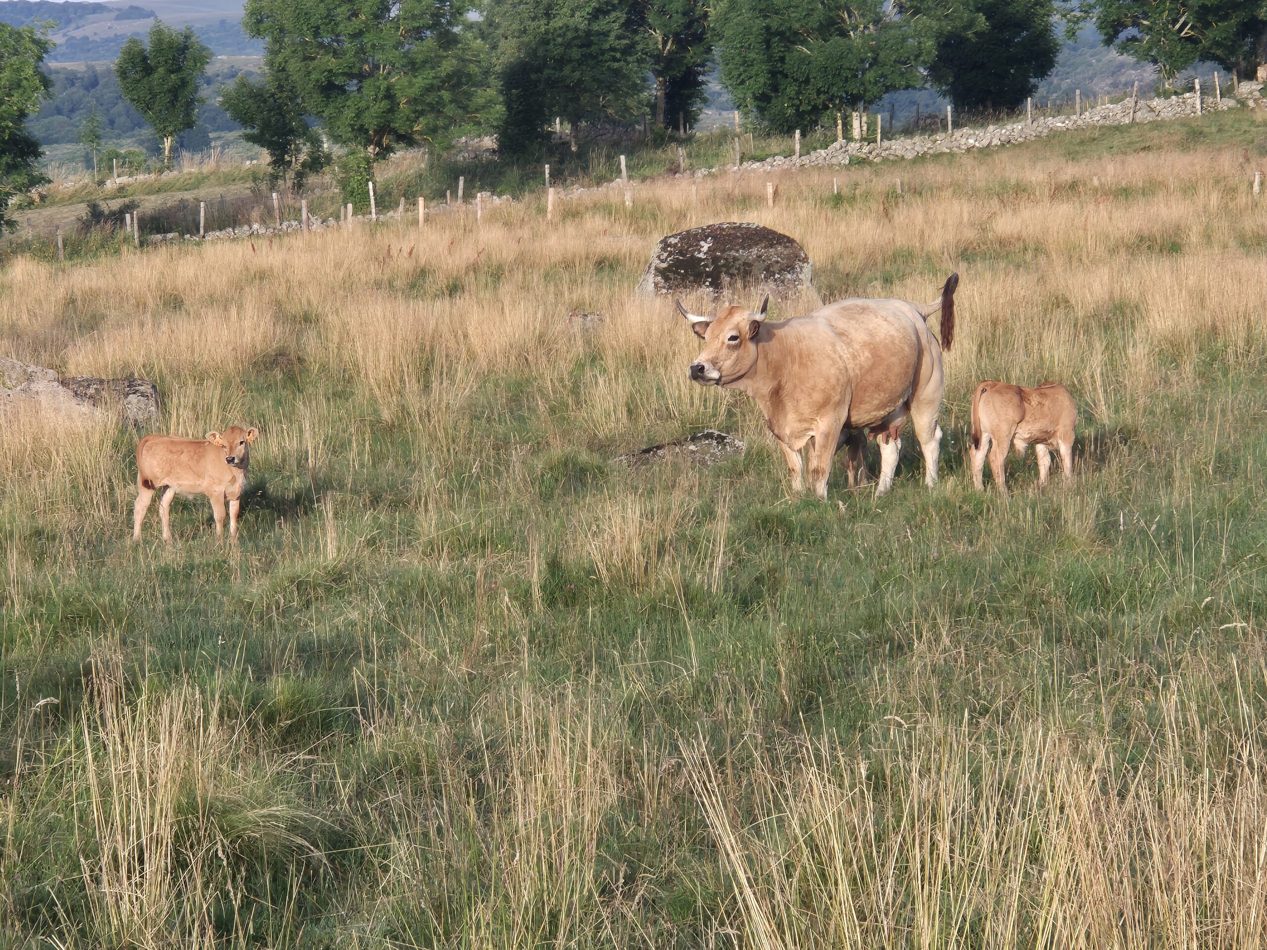 Les vaches d'Aubrac